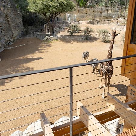 San Antonio Zoo - Spekboom Giraffe Lodge Exterior foto