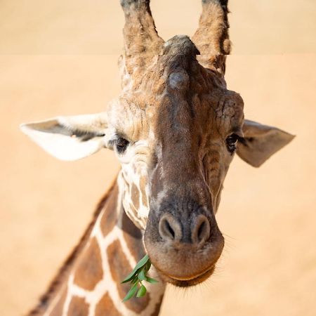 San Antonio Zoo - Spekboom Giraffe Lodge Exterior foto