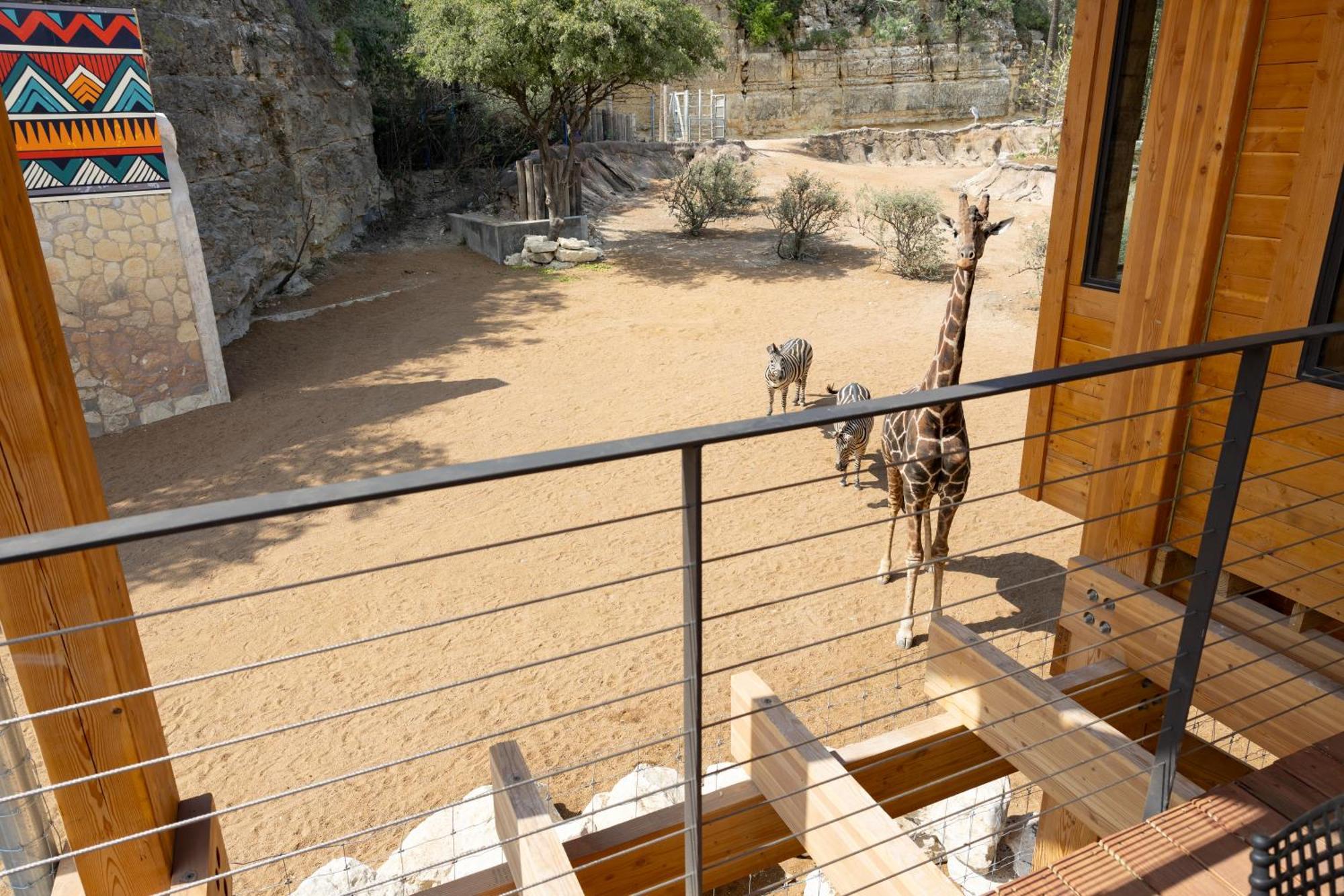 San Antonio Zoo - Spekboom Giraffe Lodge Exterior foto