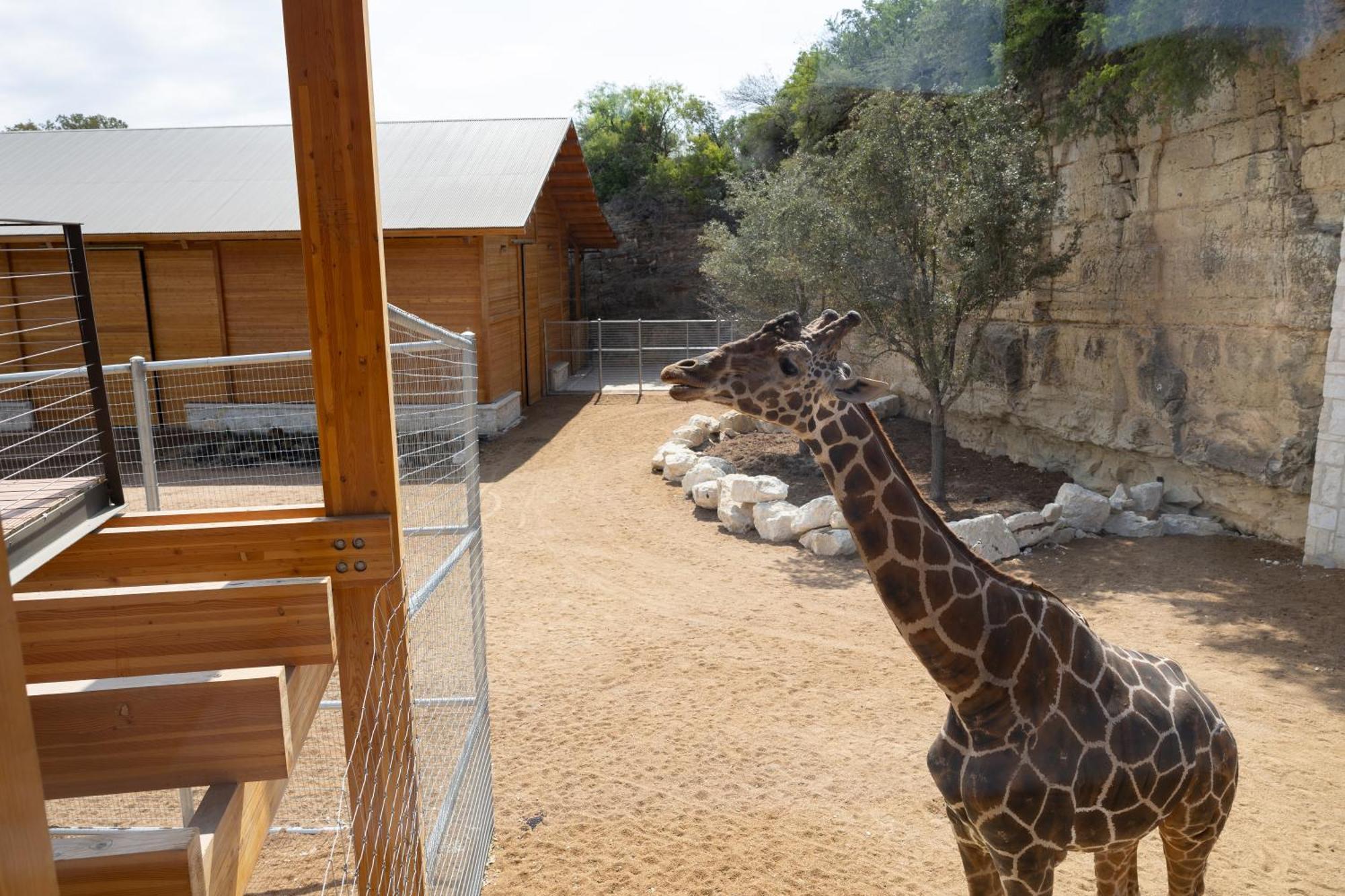 San Antonio Zoo - Spekboom Giraffe Lodge Exterior foto