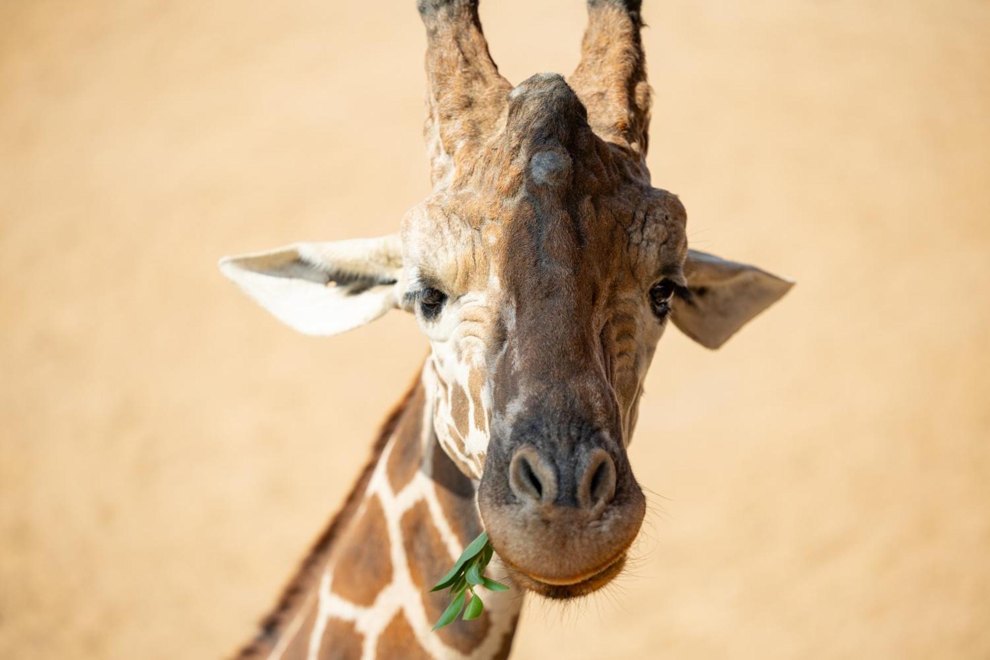 San Antonio Zoo - Spekboom Giraffe Lodge Exterior foto