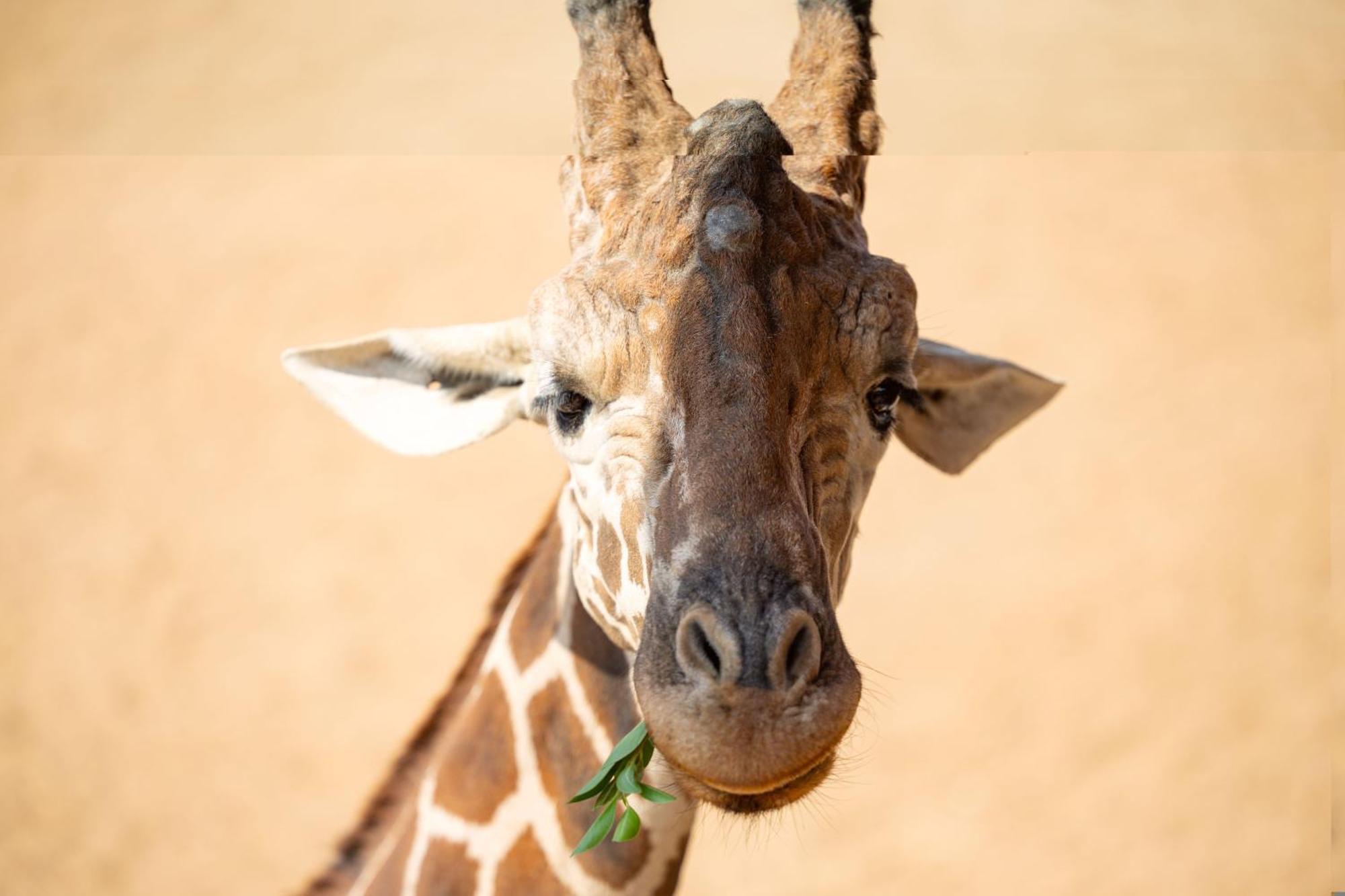San Antonio Zoo - Spekboom Giraffe Lodge Exterior foto